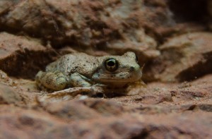 We had close encounters with many little frogs.